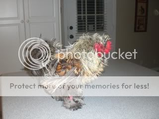 Goodfred.jpg