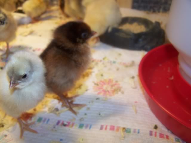 chickorder005.jpg