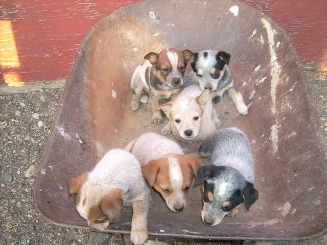 puppypics085.jpg