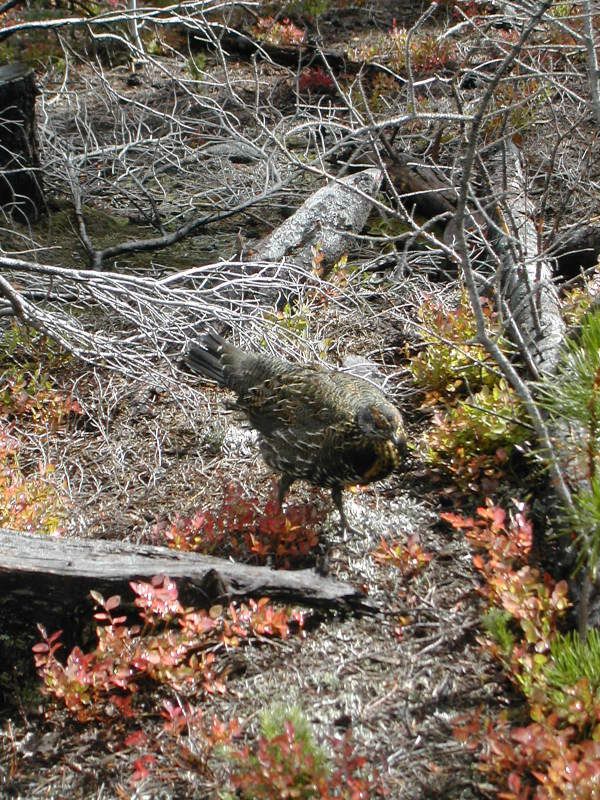 DSCN4889.jpg