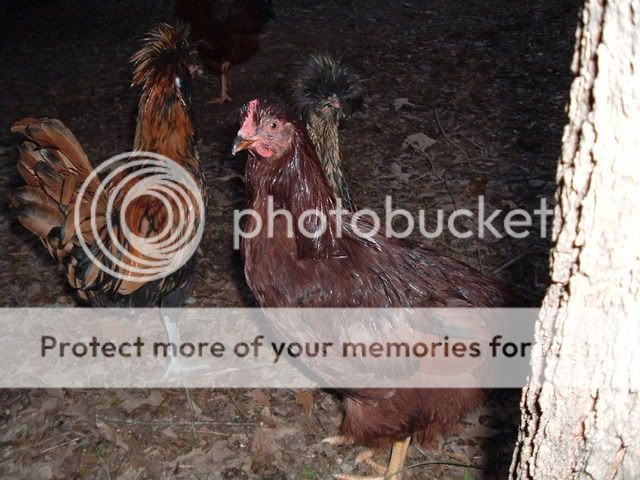 SilkiesOthers023.jpg