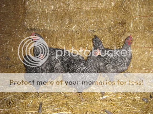 chickenpics2011650.jpg