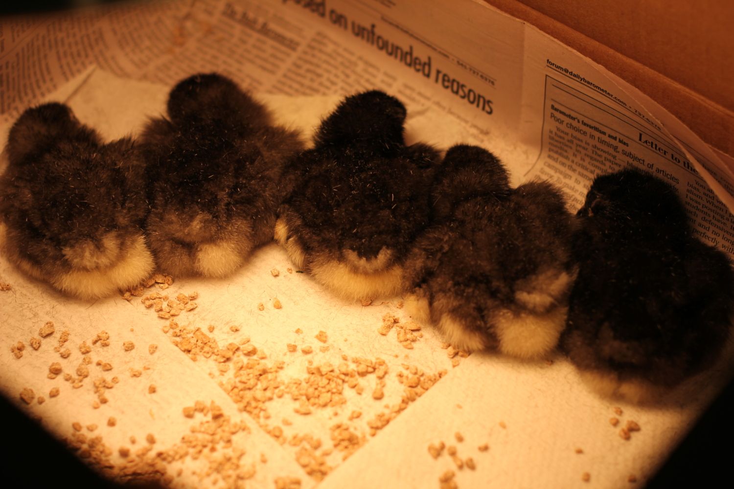 900x900px-LL-9950e54d_fuzzybutts.jpeg