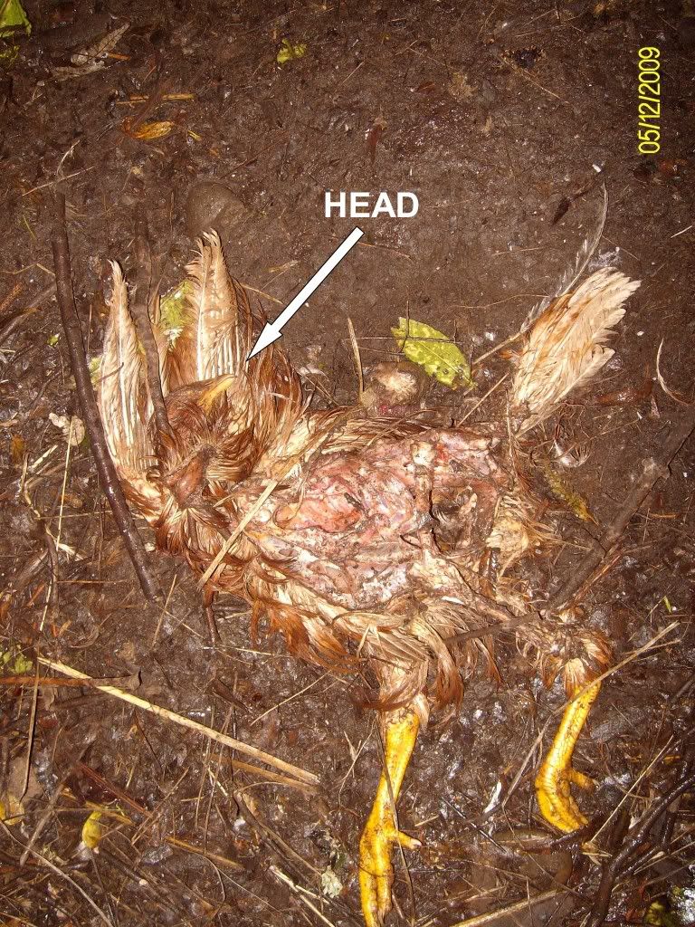 DeadChicken003.jpg
