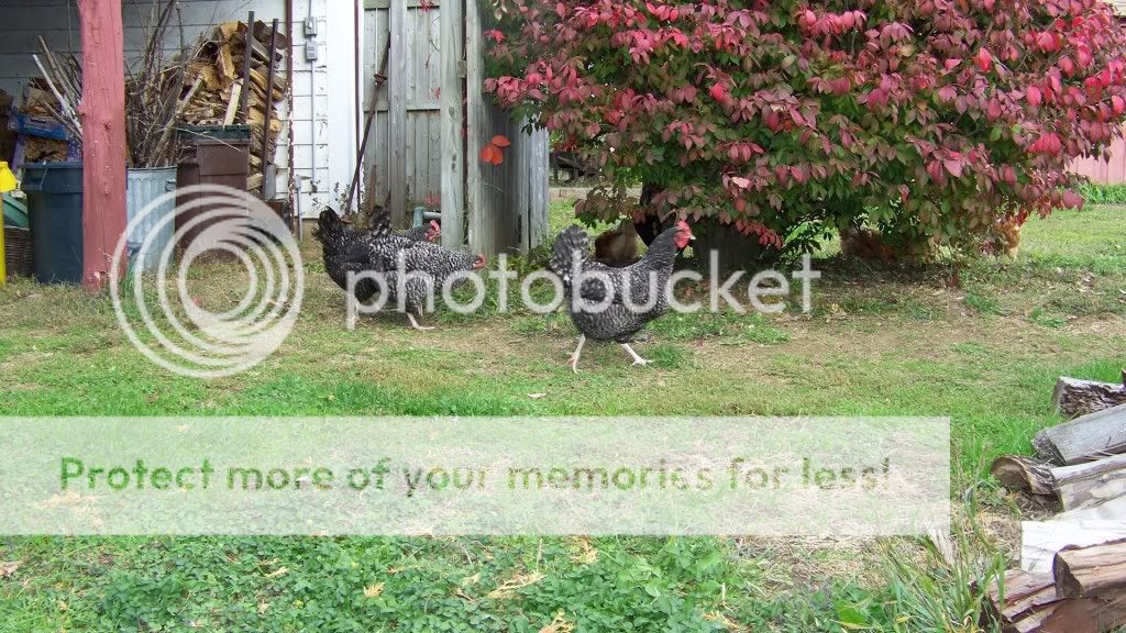 marans2.jpg