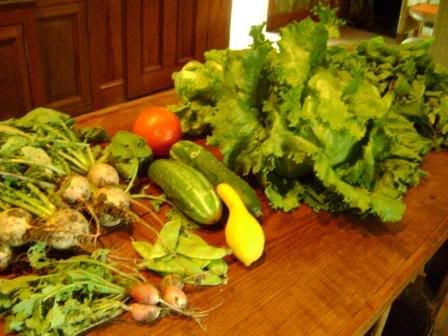todays_harvest1.jpg