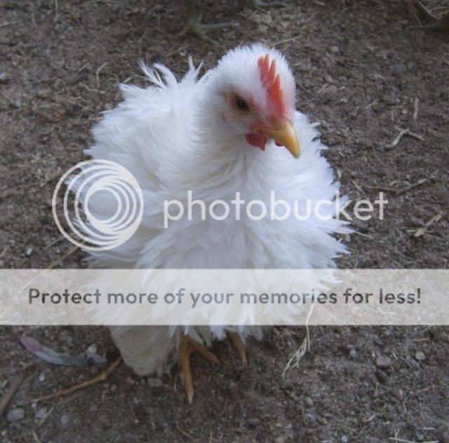 Frizzle212.jpg
