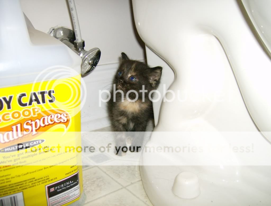 Kittens001.jpg
