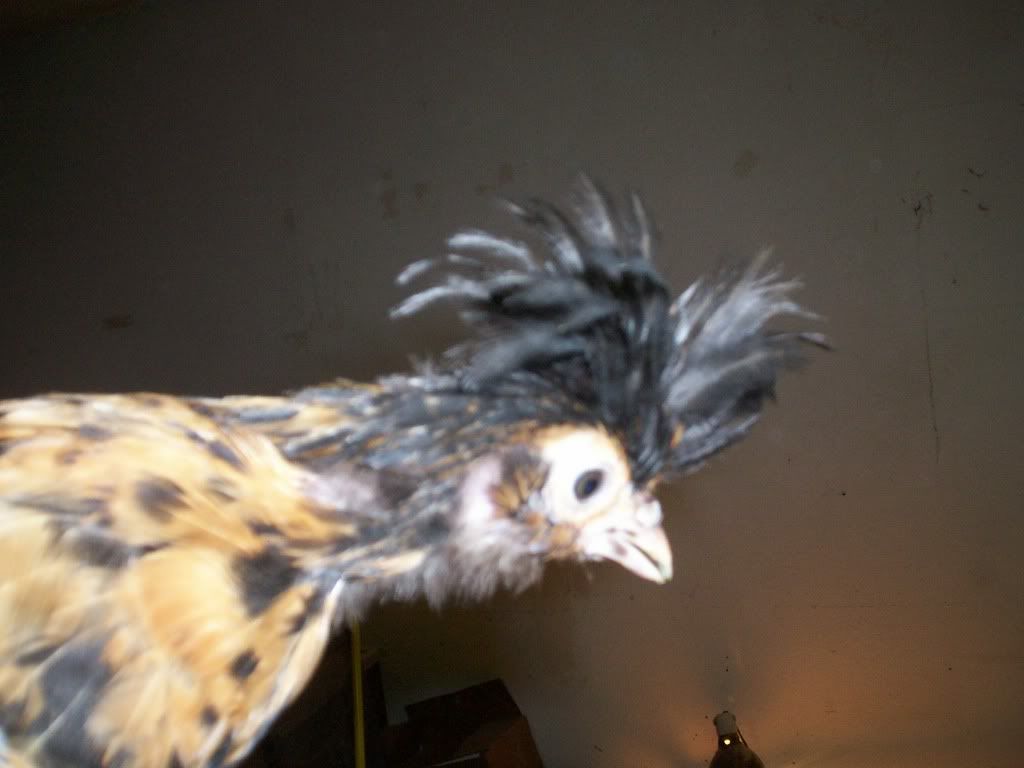 newchicks017.jpg