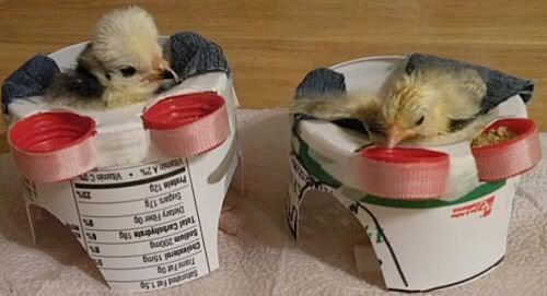 24037_chick_chair.jpg