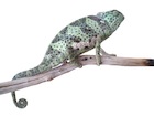 buy-flapneck-chameleon.jpg