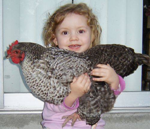 gray_chicken_alana.jpg