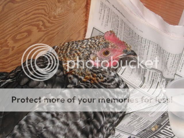 IMG_1003.jpg