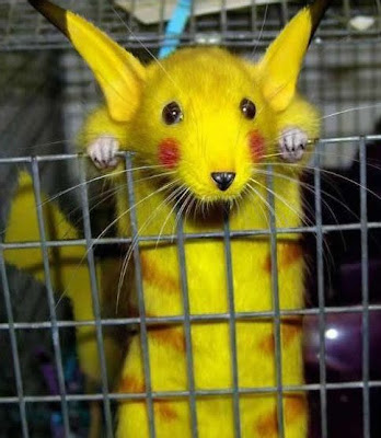 pikachu-rat.jpg