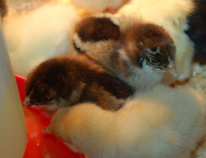 3-8-10chicksx27.jpg