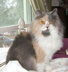7e080212736b71cb0d0501f4022d3532--pastel-calico-cats.jpg