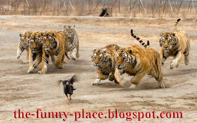 funnychek.jpg