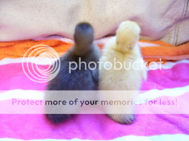 100_3015.jpg