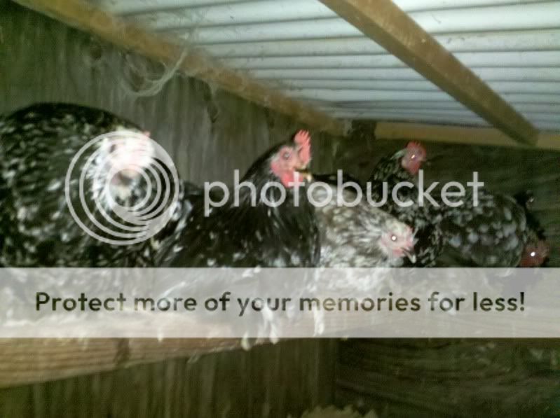 2011-07-31_20-53-27_417.jpg