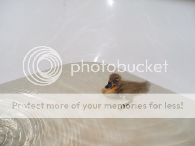 Picture081.jpg