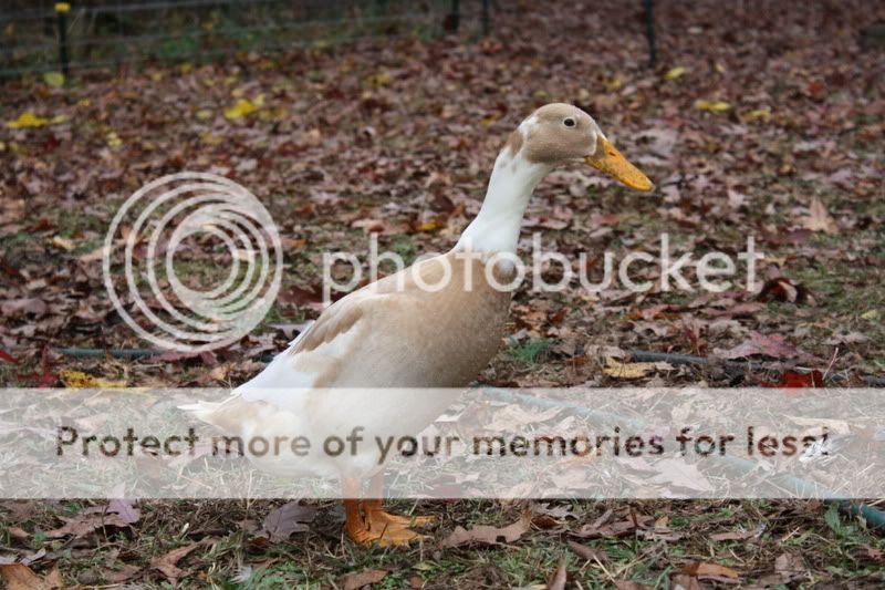 ducks021-2.jpg