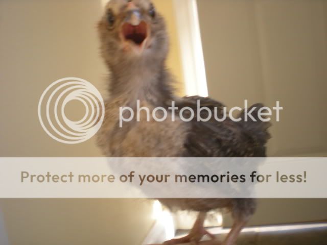 fallchicksandtheboys005.jpg