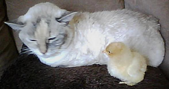 chickie5.jpg