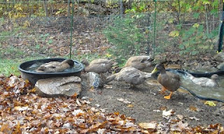 ducksoct2011.jpg