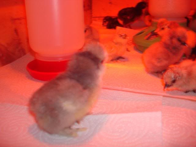 silkiechicks2-4-09007.jpg