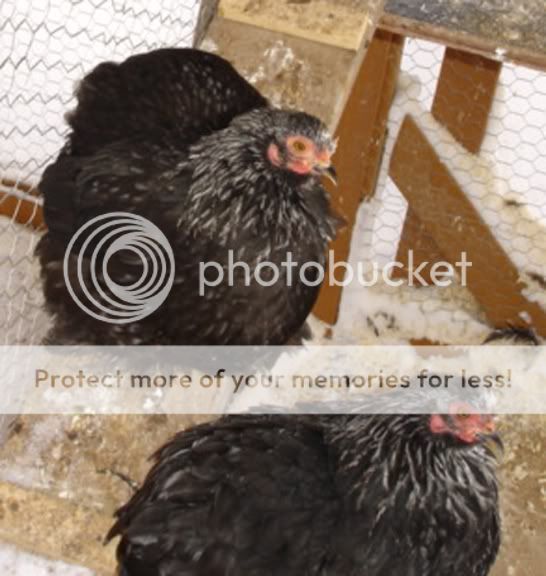 pullets2.jpg