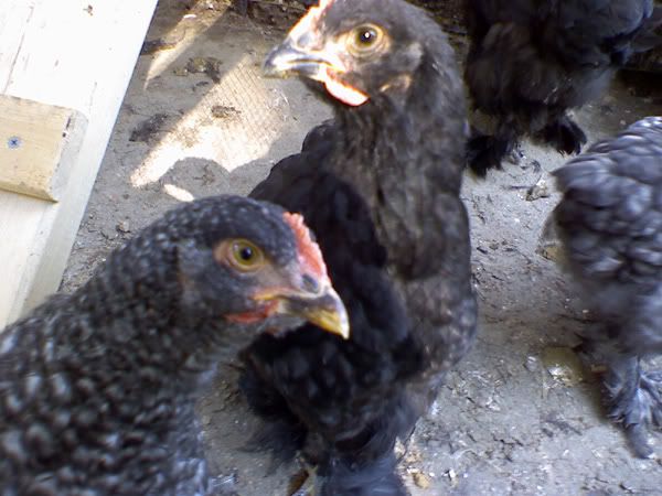 cochins1-1.jpg