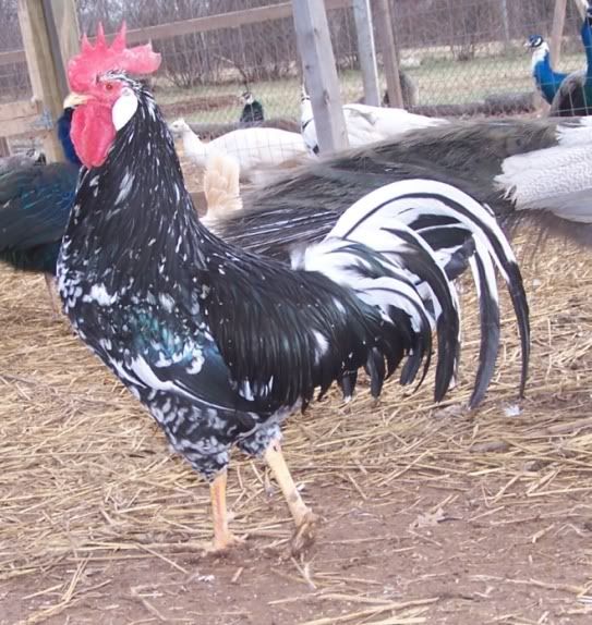 leghorncock.jpg
