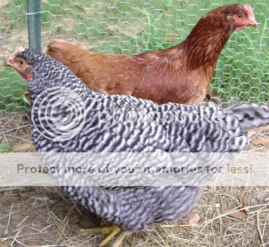 ChickensandROO034.jpg