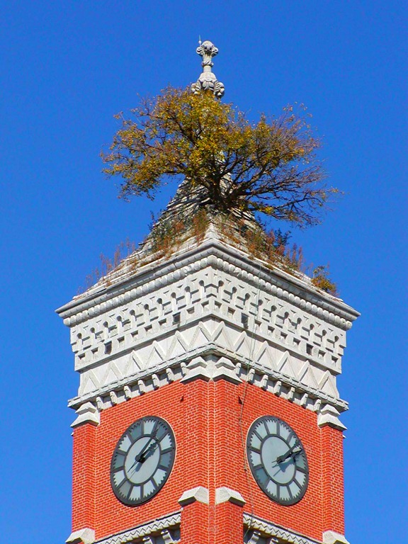 courthouse-tree-close-2.jpg