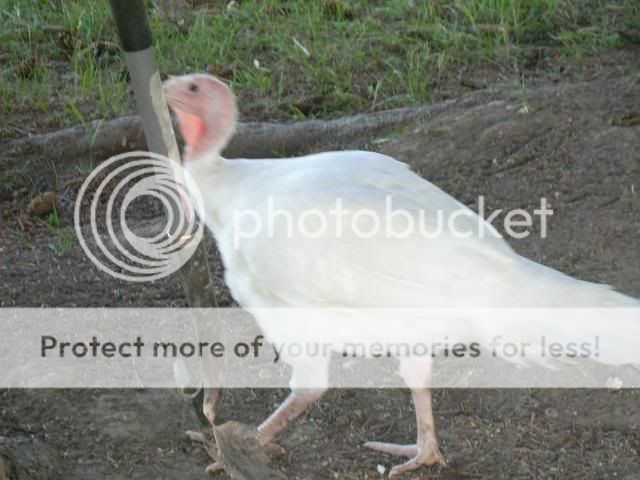 50a36830.jpg
