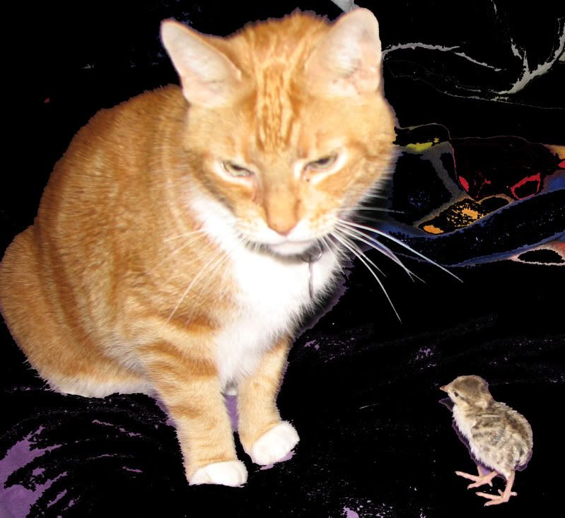 ChookKitty.jpg