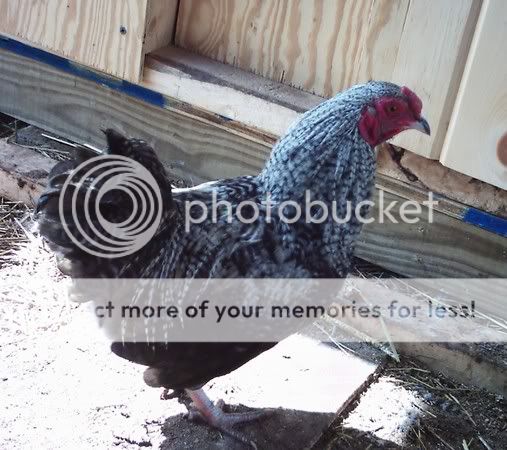 bird.jpg