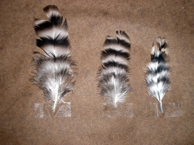 MoltDomFeatherCompar.jpg