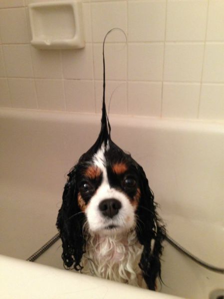 joke-funny-photo-Cute-dog-hair-style.jpg