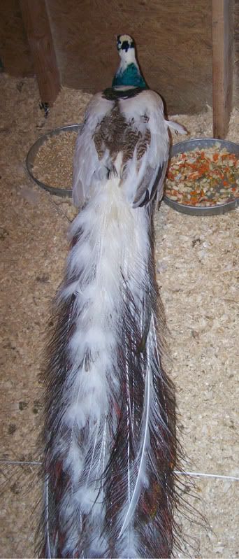 100_1753.jpg