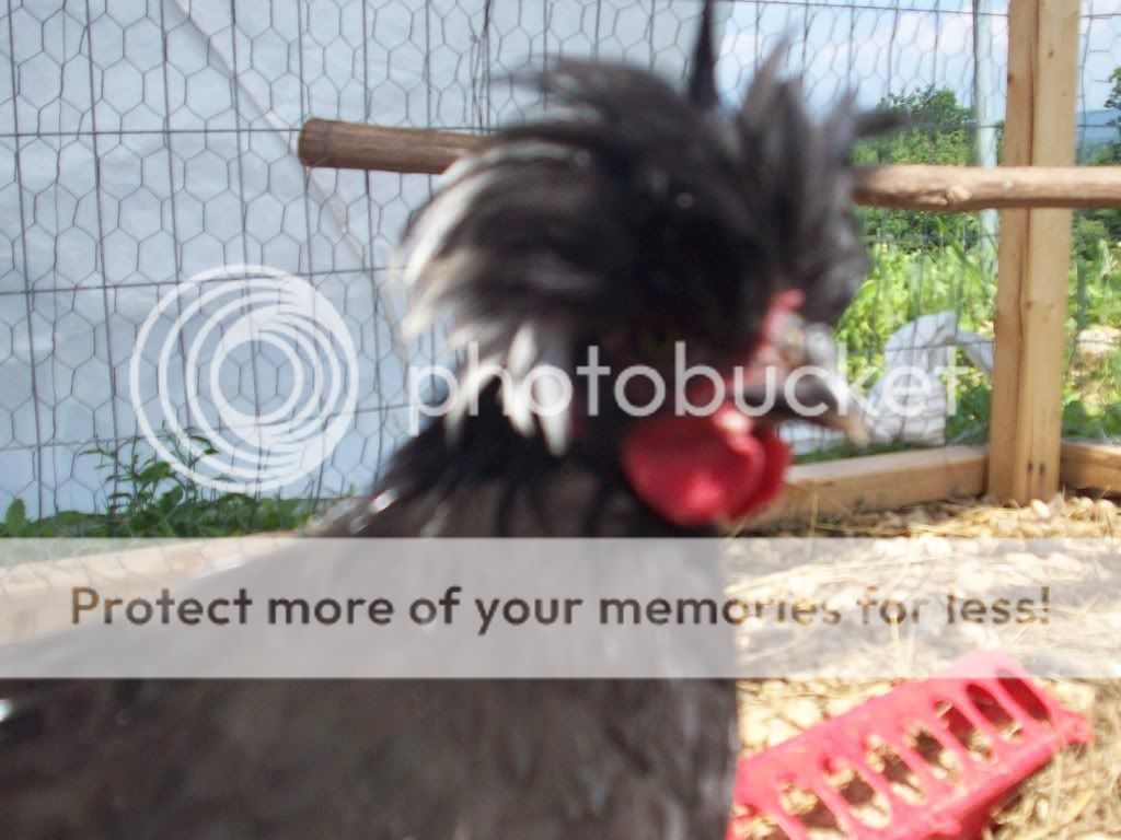 Chickens.jpg