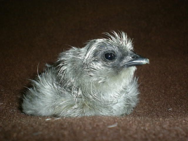 DSCN3554.jpg