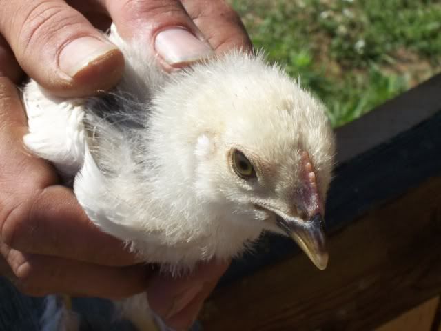 chickens018.jpg