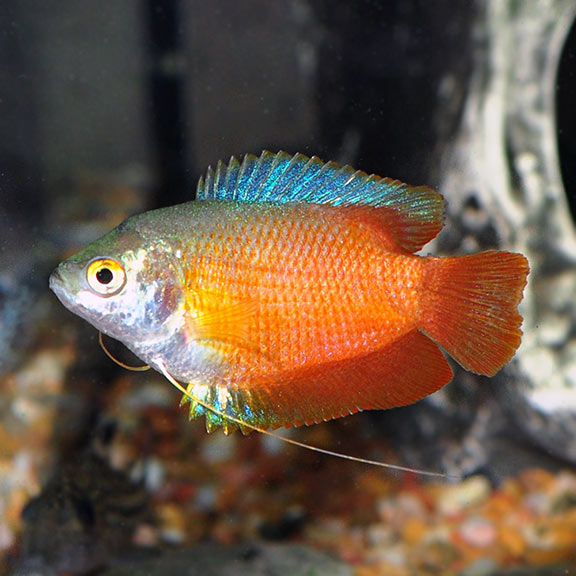 lg_39323_Flame_Dwarf_Gourami.jpg