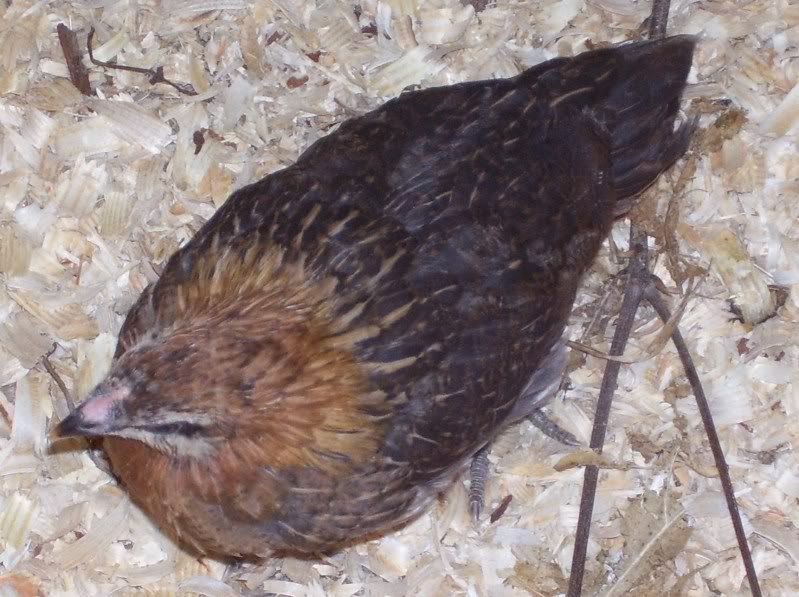 chicks55weeks001.jpg