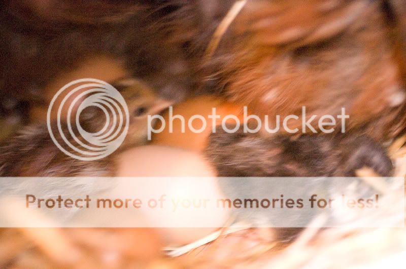 0806babychick002.jpg