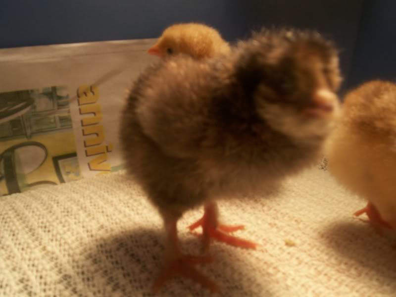 easterchicks008.jpg