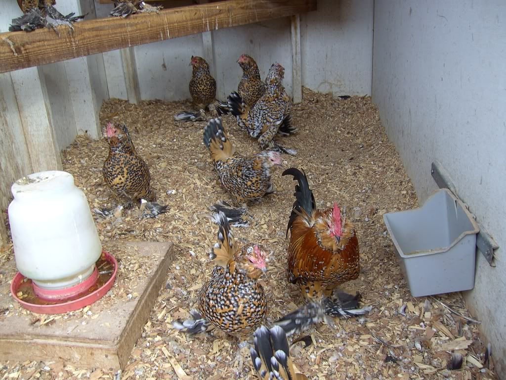 birds20for20order200201.jpg