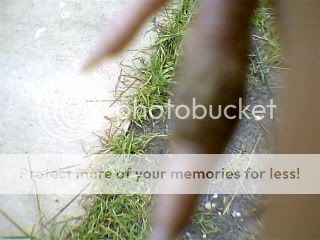 INFECTEDQUAILTOE001.jpg