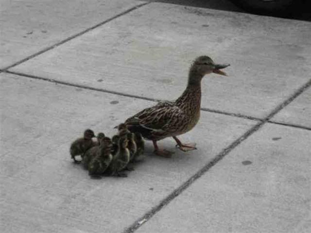 duck6Small.jpg